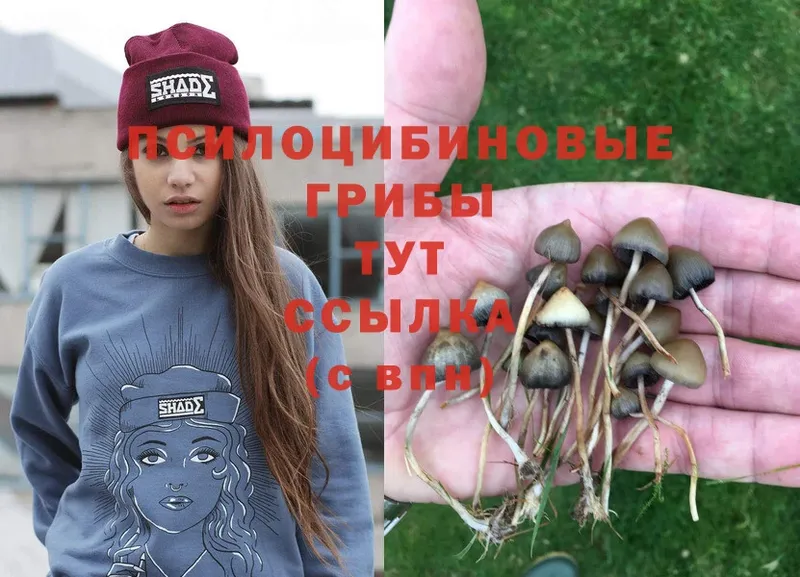 Галлюциногенные грибы Psilocybe  kraken как войти  Белогорск 